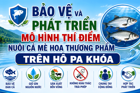 BẢO VỆ VÀ PHÁT TRIỂN MÔ HÌNH THÍ ĐIỂM NUÔI CÁ MÈ HOA THƯƠNG PHẨM TRÊN HỒ PA KHÓA