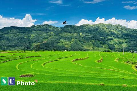 XÃ PU SAM CÁP HOÀN THÀNH KẾ HOẠCH GIEO CẤY LÚA VỤ MÙA, TĂNG CƯỜNG CHĂM SÓC VÀ PHÒNG TRỪ SÂU BỆNH